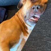 ヒメ日記 2025/11/20 03:00 投稿 ひなこ 奥鉄オクテツ東京店（デリヘル市場）