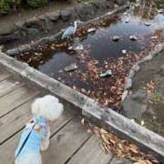 ヒメ日記 2025/12/05 02:29 投稿 ひなこ 奥鉄オクテツ東京店（デリヘル市場）