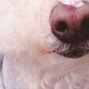 ひなこ 今季も、また… 奥鉄オクテツ東京店（デリヘル市場）