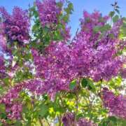 ヒメ日記 2025/05/16 23:29 投稿 さあや ラズベリードール