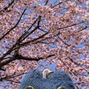 ヒメ日記 2026/04/21 11:46 投稿 さあや ラズベリードール