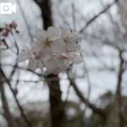 ヒメ日記 2025/04/03 21:50 投稿 めい My Essentials