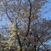 ヒメ日記 2025/04/07 07:50 投稿 めい My Essentials