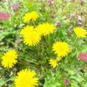 ヒメ日記 2025/04/24 15:13 投稿 さよ☆感度抜群！ご奉仕好き！ 大崎・古川 デリヘル 激安王