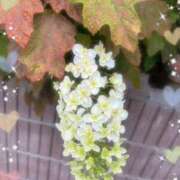 ヒメ日記 2025/06/14 14:23 投稿 さよ☆感度抜群！ご奉仕好き！ 大崎・古川 デリヘル 激安王