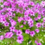 ヒメ日記 2025/06/20 08:53 投稿 さよ☆感度抜群！ご奉仕好き！ 大崎・古川 デリヘル 激安王