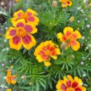 ヒメ日記 2025/10/19 22:23 投稿 さよ☆感度抜群！ご奉仕好き！ 大崎・古川 デリヘル 激安王