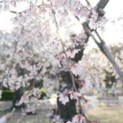 ヒメ日記 2025/04/16 14:05 投稿 ゆりあ ファッションヘルス カリスマ