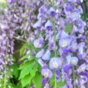 ヒメ日記 2025/04/21 16:25 投稿 ゆりあ ファッションヘルス カリスマ