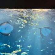 ヒメ日記 2025/05/21 13:45 投稿 ゆりあ ファッションヘルス カリスマ