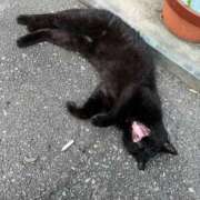 ヒメ日記 2025/06/19 17:55 投稿 ゆりあ ファッションヘルス カリスマ