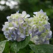 ヒメ日記 2025/06/19 18:25 投稿 ゆりあ ファッションヘルス カリスマ