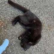 ヒメ日記 2025/08/15 16:55 投稿 ゆりあ ファッションヘルス カリスマ