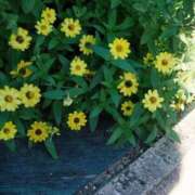 ヒメ日記 2025/08/15 17:27 投稿 ゆりあ ファッションヘルス カリスマ