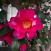 ヒメ日記 2026/01/21 14:15 投稿 ゆりあ ファッションヘルス カリスマ