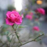 ヒメ日記 2026/01/26 18:35 投稿 ゆりあ ファッションヘルス カリスマ