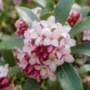 ヒメ日記 2026/03/03 14:45 投稿 ゆりあ ファッションヘルス カリスマ