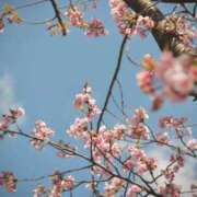 ヒメ日記 2026/04/01 14:25 投稿 ゆりあ ファッションヘルス カリスマ