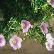 ヒメ日記 2026/04/02 17:35 投稿 ゆりあ ファッションヘルス カリスマ