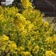 ヒメ日記 2026/02/23 16:28 投稿 白井なな 五十路マダム 徳島店