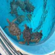 ヒメ日記 2025/03/29 20:48 投稿 りな 沖縄素人図鑑