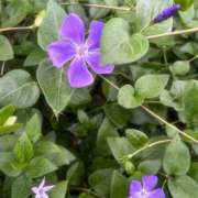 ヒメ日記 2025/06/01 11:35 投稿 夏目 即プレイ専門店 変態人妻サークル 古川店