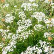 ヒメ日記 2025/09/19 18:15 投稿 夏目 即プレイ専門店 変態人妻サークル 古川店