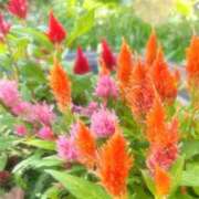 ヒメ日記 2025/10/16 10:15 投稿 夏目 即プレイ専門店 変態人妻サークル 古川店