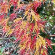 夏目 さよ☆日曜日^ ^ 即プレイ専門店 変態人妻サークル 古川店