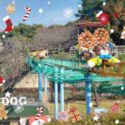 ヒメ日記 2024/12/21 13:21 投稿 野田つばさ ほっこりーヌ谷九店