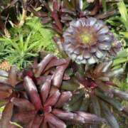 ヒメ日記 2025/08/06 21:32 投稿 野田つばさ ほっこりーヌ谷九店