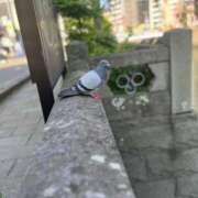 ヒメ日記 2025/05/02 09:37 投稿 蒼井華恋(あおいかれん) 九州熟女　八代店