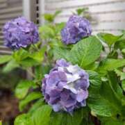 ヒメ日記 2025/06/09 12:55 投稿 蒼井華恋(あおいかれん) 九州熟女　八代店