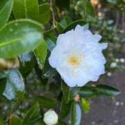 ヒメ日記 2025/12/14 16:25 投稿 蒼井華恋(あおいかれん) 九州熟女　八代店