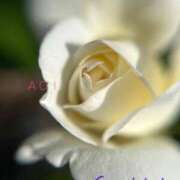 ヒメ日記 2025/12/28 10:55 投稿 蒼井華恋(あおいかれん) 九州熟女　八代店