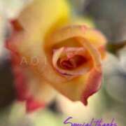 ヒメ日記 2025/12/28 11:05 投稿 蒼井華恋(あおいかれん) 九州熟女　八代店