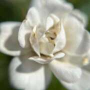 ヒメ日記 2026/01/02 15:25 投稿 蒼井華恋(あおいかれん) 九州熟女　八代店