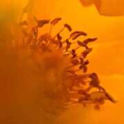 ヒメ日記 2026/01/02 15:55 投稿 蒼井華恋(あおいかれん) 九州熟女　八代店