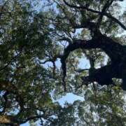 ヒメ日記 2026/01/05 09:05 投稿 蒼井華恋(あおいかれん) 九州熟女　八代店