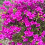 ヒメ日記 2026/04/20 09:05 投稿 蒼井華恋(あおいかれん) 九州熟女　八代店