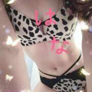 ヒメ日記 2026/02/12 11:37 投稿 はな 横浜人妻ヒットパレード（シンデレラグループ）