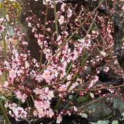 ヒメ日記 2025/02/17 05:49 投稿 ことみ 完熟とまと(十三)