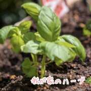 ヒメ日記 2025/04/27 09:38 投稿 ことみ 完熟とまと(十三)