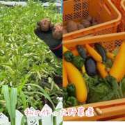 ヒメ日記 2025/07/18 08:41 投稿 ことみ 完熟とまと(十三)