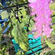 ヒメ日記 2025/07/25 09:05 投稿 ことみ 完熟とまと(十三)