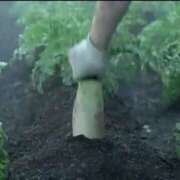 ヒメ日記 2025/08/05 10:25 投稿 ことみ 完熟とまと(十三)