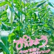 ヒメ日記 2025/08/30 06:24 投稿 ことみ 完熟とまと(十三)