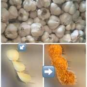 ヒメ日記 2025/11/21 09:04 投稿 ことみ 完熟とまと(十三)