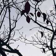 ヒメ日記 2025/12/01 07:16 投稿 ことみ 完熟とまと(十三)