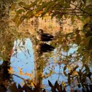 ふみの かもがいたかも🦆 立川人妻研究会